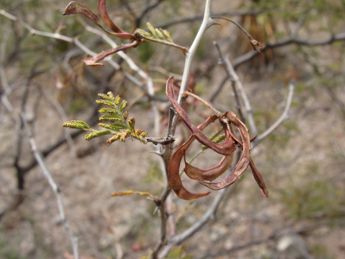 Image of Mimosa aculeaticarpa by (c) Alexis López Hernández, some rights reserved (CC BY)