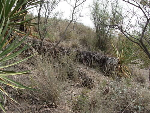 Image of Yucca grandiflora by (c) Alexis López Hernández, some rights reserved (CC BY)