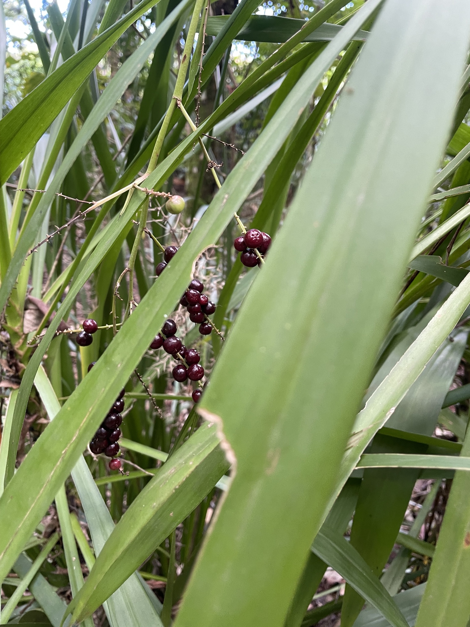 Imagem de Dracena-preta