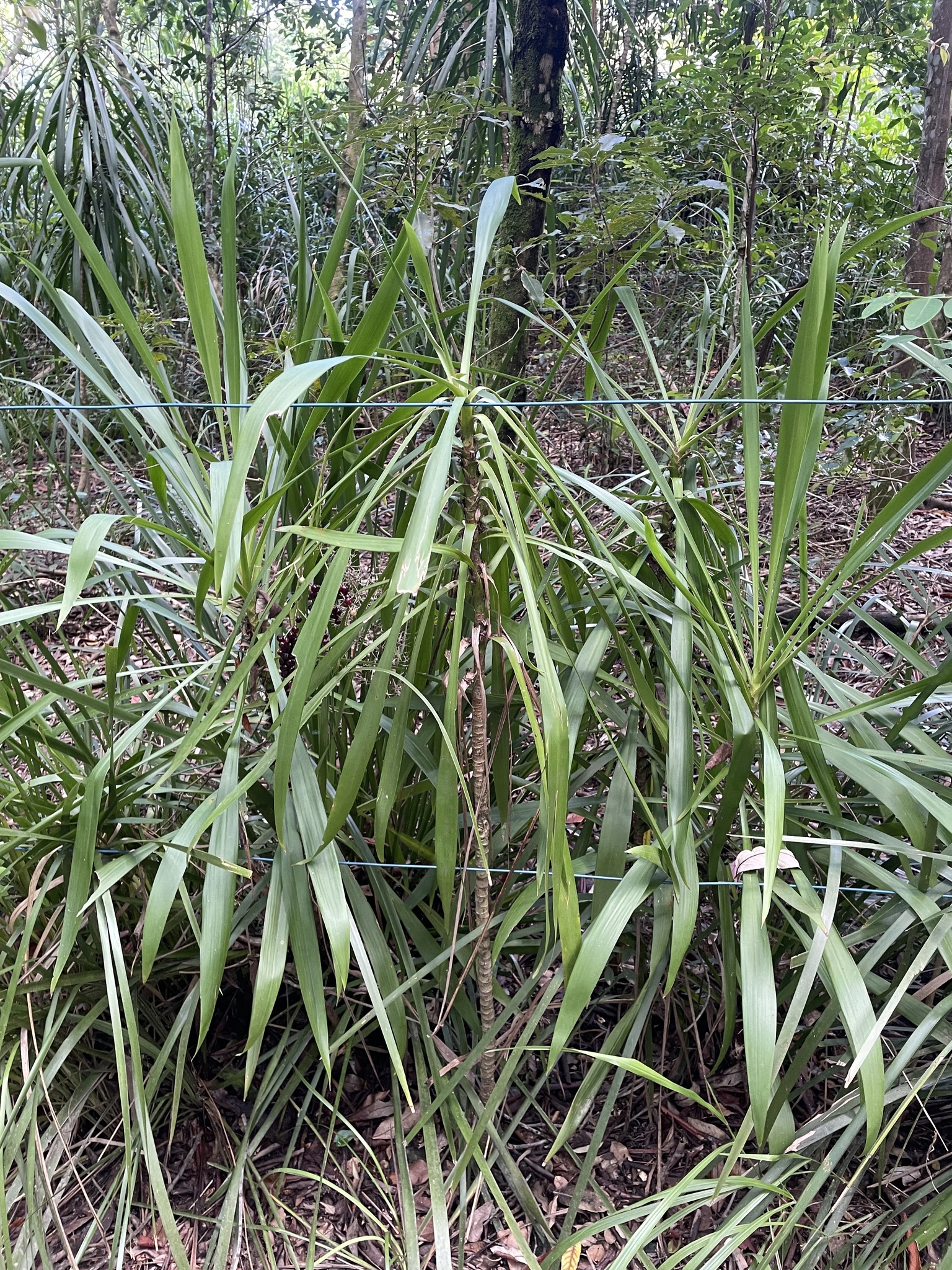 Imagem de Dracena-preta