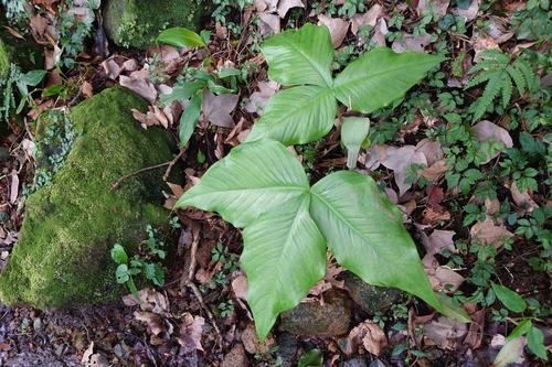 Image of Arisaema ringens by (c) 如此甚好, some rights reserved (CC BY)