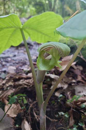 Image of Arisaema ringens by (c) 如此甚好, some rights reserved (CC BY)