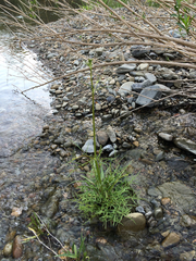 Perideridia californica