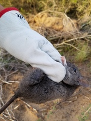 Neotoma micropus