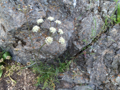 Perideridia californica