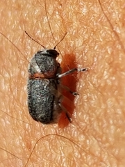 Pachybrachis thoracicus
