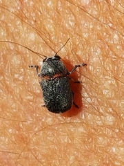 Pachybrachis thoracicus