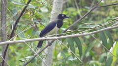 Cyanocorax affinis