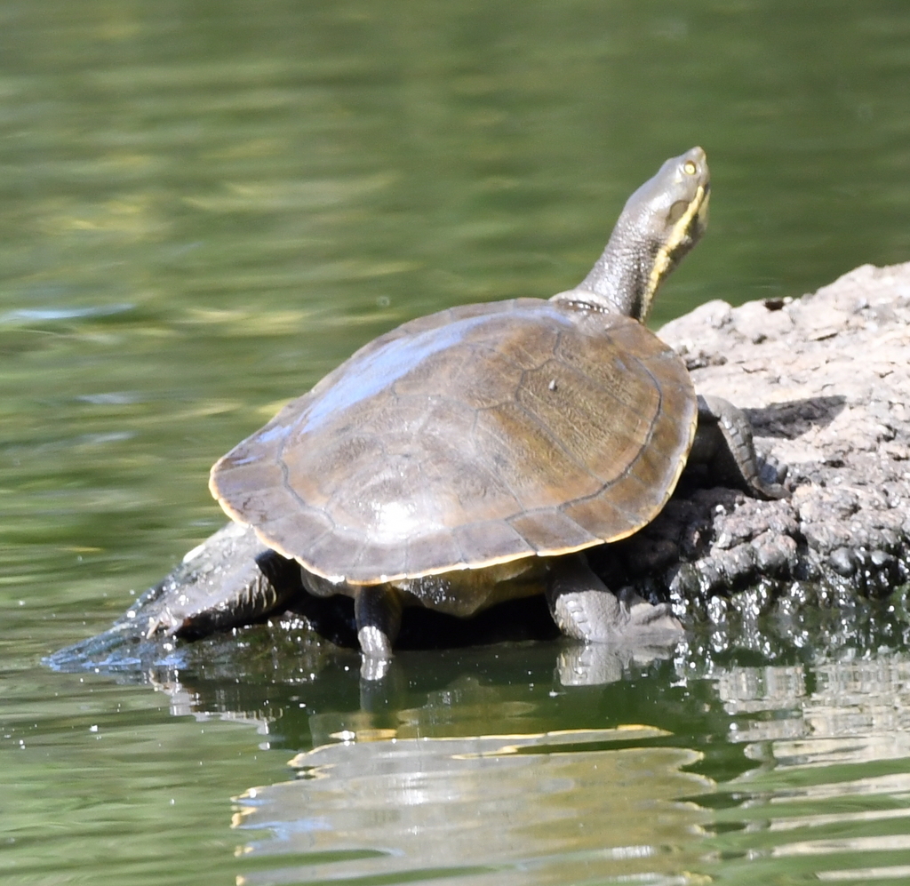 Macquarie Turtle from Laratinga Wetlands, Bald Hills Rd, Mount Barker ...