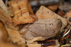 Testacella haliotidea