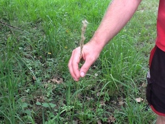 Bothriochloa torreyana