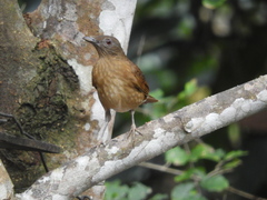 Turdus hauxwelli