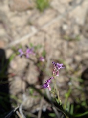 Sibaropsis hammittii