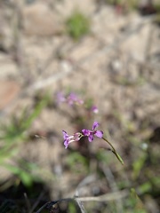 Sibaropsis hammittii
