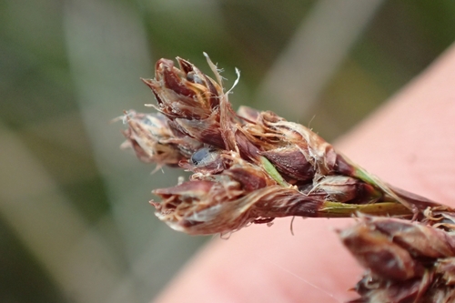Image of Machaerina rubiginosa by (c) Oscar Dove, some rights reserved (CC BY)