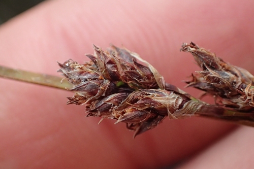 Image of Machaerina rubiginosa by (c) Oscar Dove, some rights reserved (CC BY)