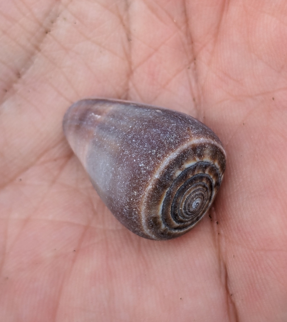 Fig cone