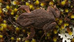Nyika Dwarf Toad photo 4
