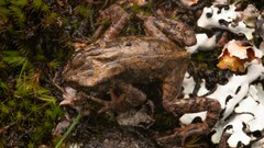 Nyika Dwarf Toad photo 3