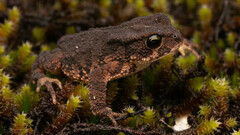 Nyika Dwarf Toad photo 2