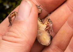 Nyika Dwarf Toad photo 5