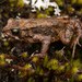 Nyika Dwarf Toad - Photo (c) Tim Brammer, some rights reserved (CC BY-NC), uploaded by Tim Brammer