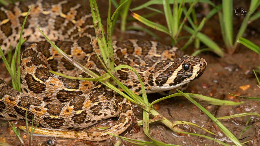 Lowland Swamp Viper
