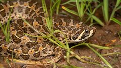 Lowland Swamp Viper photo 1
