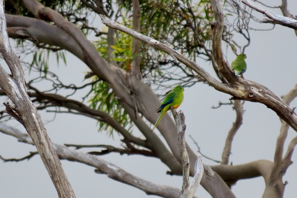Orange-bellied Parrot from Southwest TAS 7116, Australia on January 21 ...