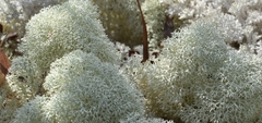 Cladonia confusa
