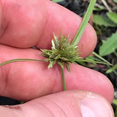 Cyperus lupulinus
