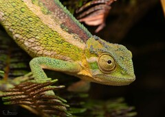 Ilolo Chameleon photo 2