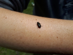 Astylus bourgeoisi