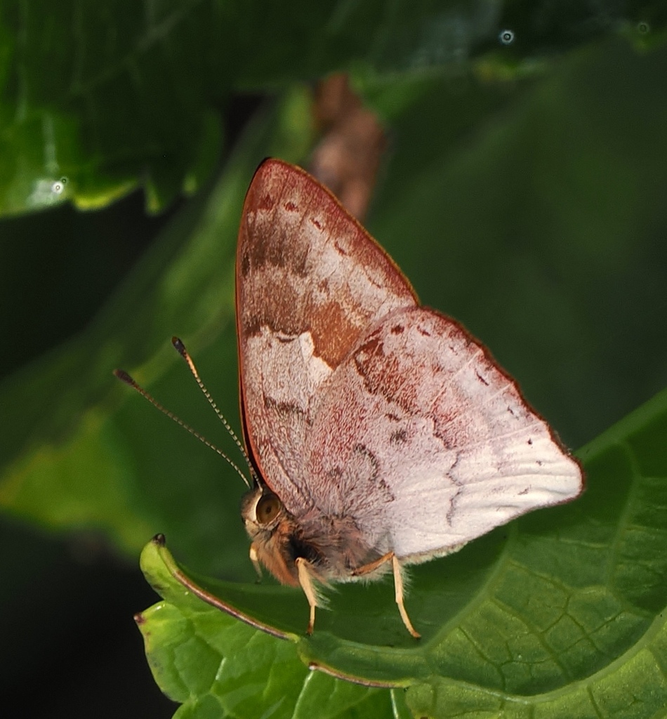 Euselasia thucydides