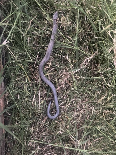 Verreaux's Skink, Anomalopus verreauxii