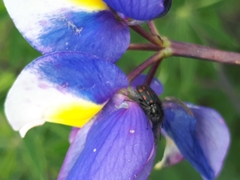 Astylus bourgeoisi