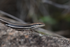 Gravenhorst's Mabuya photo 2