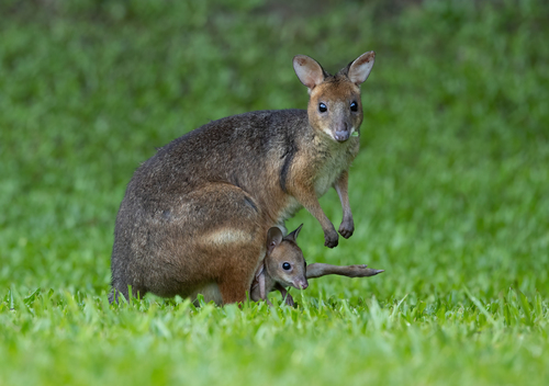 Red-legged Pademelon, Julatten QLD 4871, Australia, photo 6 of 10
