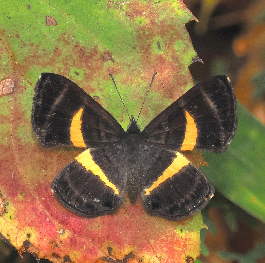 Baeotis melanis