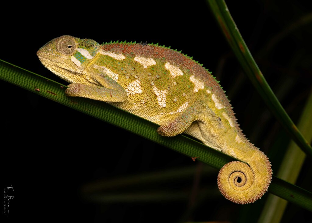 Ilolo Chameleon