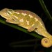 Ilolo Chameleon - Photo (c) Tim Brammer, some rights reserved (CC BY-NC), uploaded by Tim Brammer