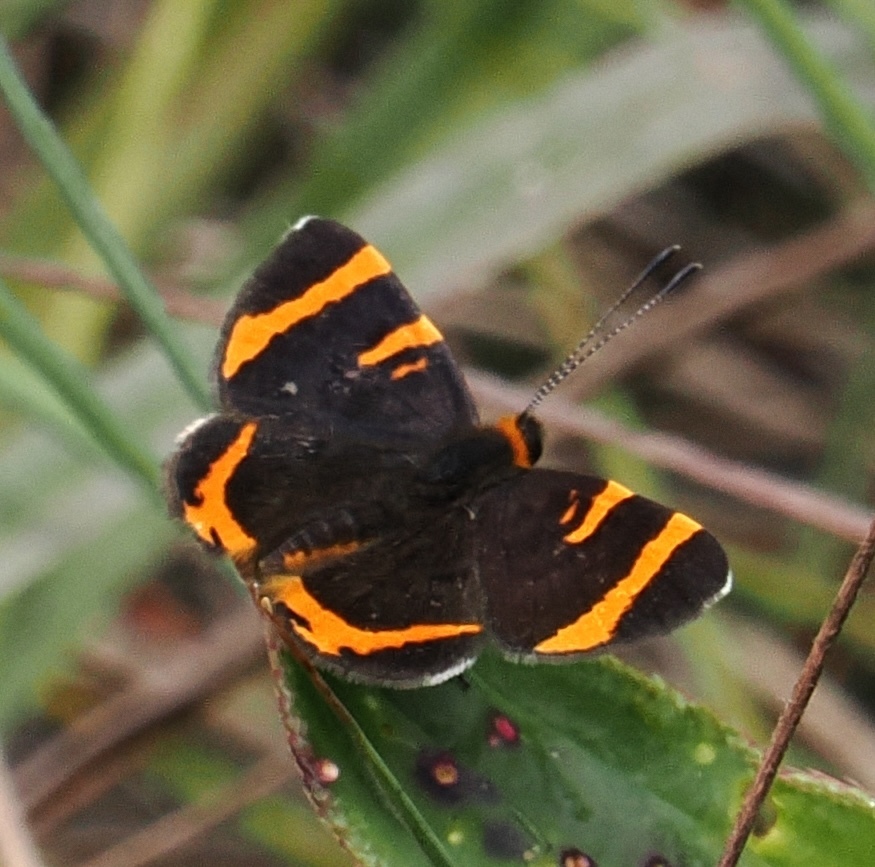 Stichelia dukinfieldia