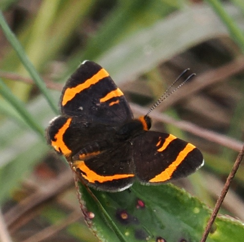 Stichelia dukinfieldia