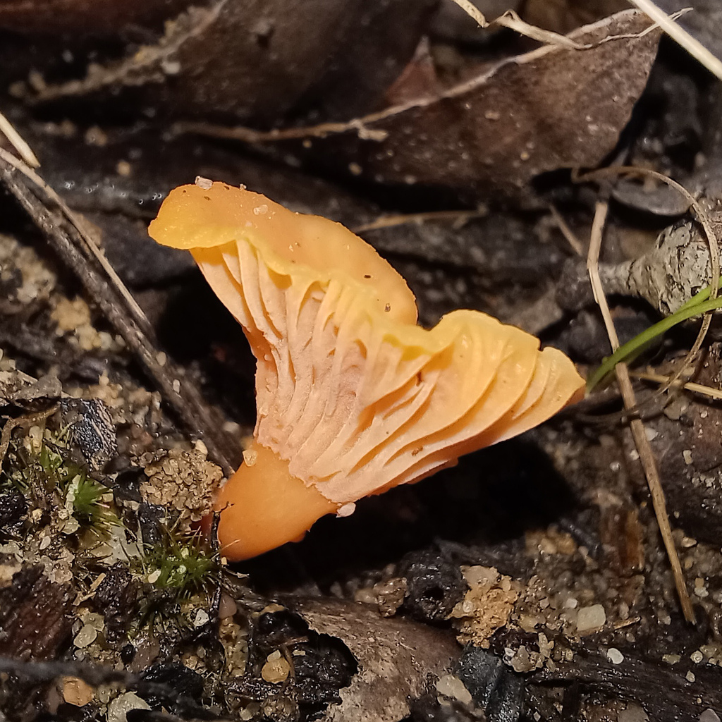 Australian chanterelle from Blue Mountains Nat'l Park NSW 2787