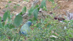 Forpus conspicillatus