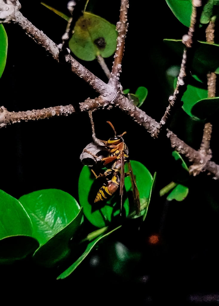 Polistes billardieri biglumoides