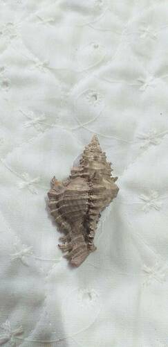 Lace Murex