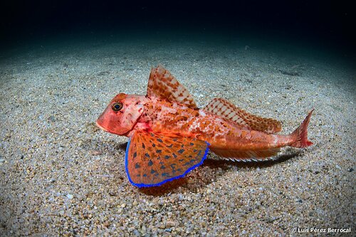 Streaked Gurnard