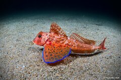 Streaked Gurnard photo 2