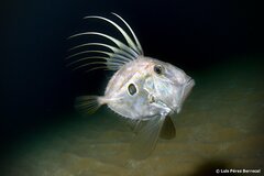 John Dory photo 2